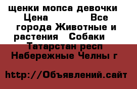 щенки мопса девочки › Цена ­ 25 000 - Все города Животные и растения » Собаки   . Татарстан респ.,Набережные Челны г.